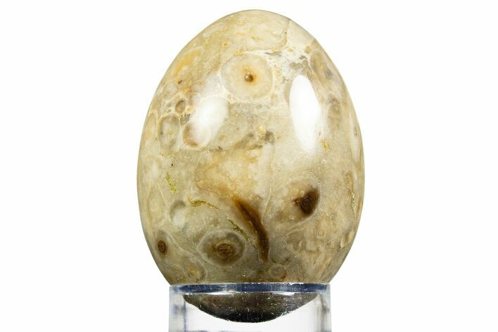 Polished Petrified Palm Root Egg - California #308745